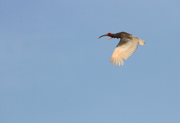 Japanese Crested Ibis, Nipponia nippon