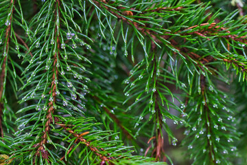 Tannennadeln auf einem Zweig mit Frost und Eis. 