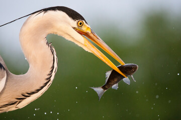 Grey Heron, Ardea cinerea