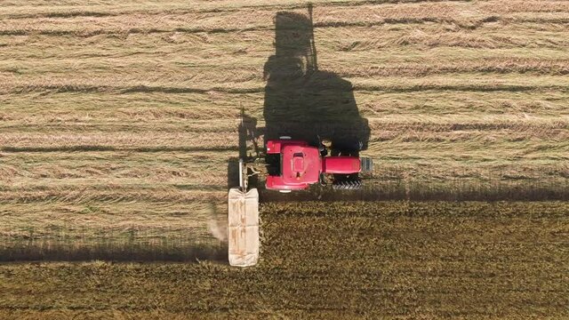 A tractor cutting down Barley with a farm tractor machine. Dried to make Hay