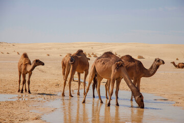 Camels in Sahara desert drink water from puddle