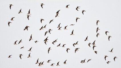 Collared Pratincole, Glareola pratincola