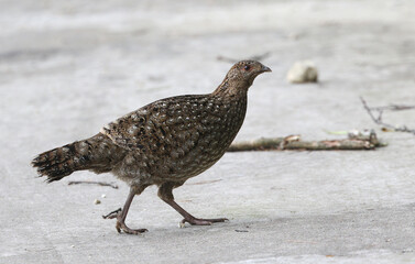 Cabot's Tragopan, Tragopan caboti