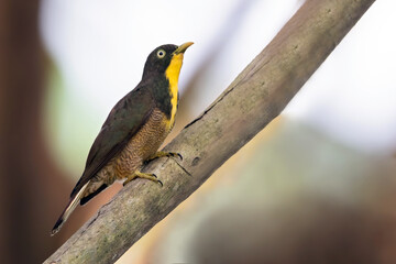 Yellow-throated Cuckoo, Chrysococcyx flavigularis