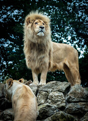 Naklejka premium Lion on the lookout