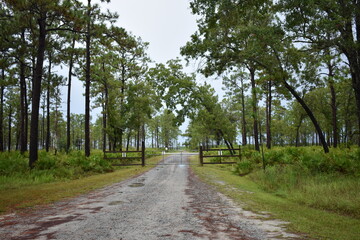 Unpaved wet rural swamp road with entrance gate and fence