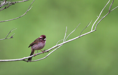 Sharpe's Rosefinch, Carpodacus verreauxii