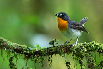 Orange-breasted Forest Robin, Stiphrornis erythrothorax gabonensis