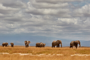 Fototapeta na wymiar A herd of African elephants in Amboseli