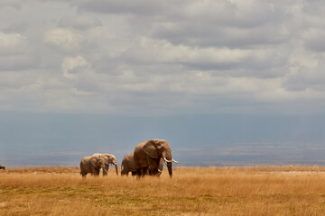 A herd of African elephants in Amboseli