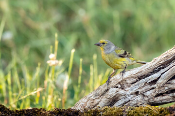 Citril Finch, Serinus citrinella