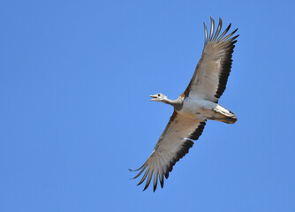 Great Bustard, Otis tarda