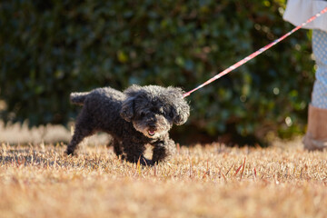 冬の公園で遊んでいる可愛いプードルの犬の姿