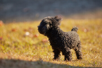 冬の公園で遊んでいる可愛いプードルの犬の姿