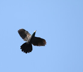 White-faced Cuckoo-Dove, Turacoena manadensis