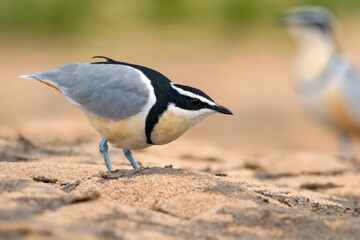 Egyptian Plover, Pluvianus aegyptius