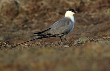 Long-tailed Jaeger, Stercorarius longicaudus