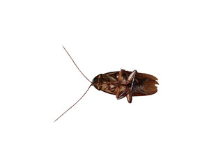 Top view cockroach isolated on white background with clipping path.