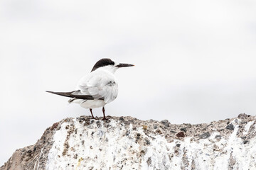 Roseate Tern, Sterna dougallii