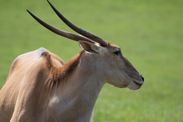 Eland antelopes can weigh up to a ton and are found in the plains of east and south Africa. They are excellent jumpers and can scale a height of up to 1.5 m.