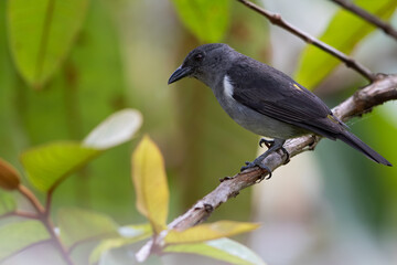 Sulphur-rumped Tanager, Heterospingus rubrifrons