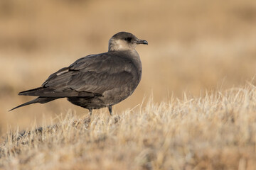 Parasitic Jaeger, Stercorarius parasiticus