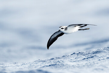 White-faced Storm-Petrel, Pelagodroma marina