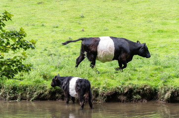 British black and white cows in river and filed