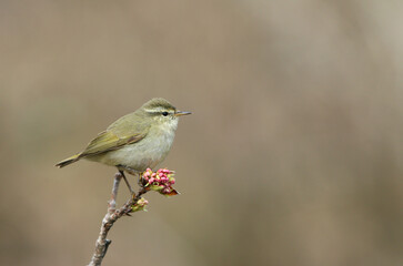 Tytler's Leaf Warbler, Phylloscopus tytleri