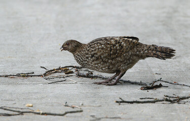 Cabot's Tragopan, Tragopan caboti
