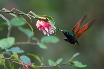 Garnet-throated Hummingbird, Lamprolaima rhami