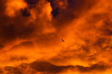 Fototapeta premium Common Swift, Apus apus