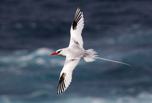 Red-billed Tropicbird, Phaethon aethereus