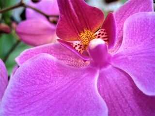Flor de orqu&iacute;dea