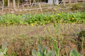 the yellow ripe green mustered plant in the farm.