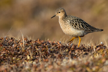 Buff-breasted Sandpiper, Calidris subruficollis