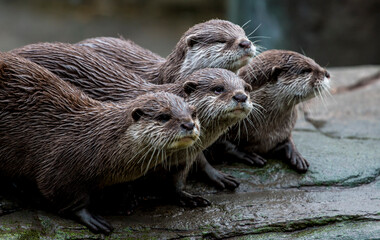 otters on the rocks
