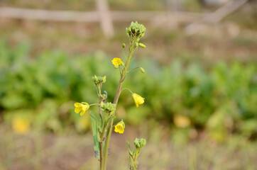 the yellow ripe green mustered plant in the farm.
