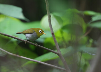 Wangi wangi White-eye, undescribed Zosterops species
