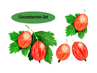 Hand drawn watercolor painting set of garden gooseberries on white background.Summer illustration for printables,pattern designs,posters,cards,stickers,bunners,souvenir products,embroidery patterns.