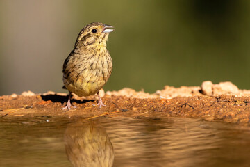 Cirl Bunting, Emberiza cirlus