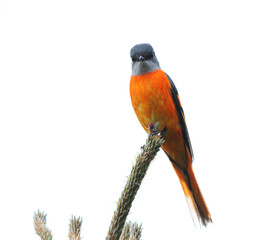 Grey-chinned Minivet, Pericrocotus solaris