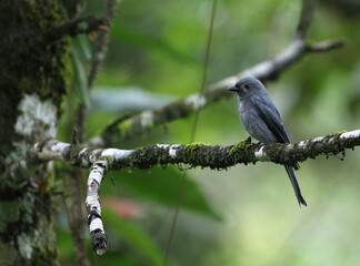 Sunda Drongo