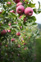 Apfelplantage im Vinschgau