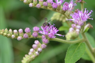 bee on a flower