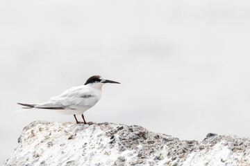 Roseate Tern, Sterna dougallii