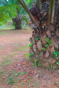Overripe oil palm fruit fell from its tree