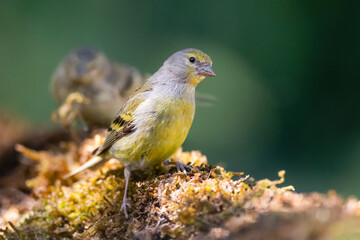 Citril Finch, Serinus citrinella