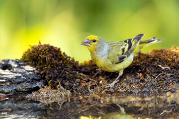 Citril Finch, Serinus citrinella