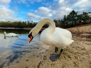 Close-up of a beautiful white swan at a little lake not far away from Frankfurt at a cold day in...